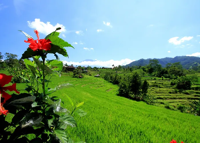 Abian Ayu Guest house